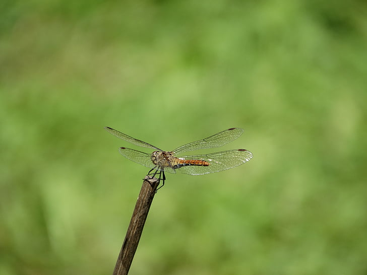 dragonfly, stick, flight, suspended, insect, one animal, animal themes