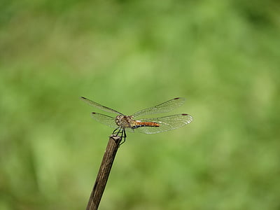 Dragonfly, Stick, lennu, peatatud, putukate, üks loom, loomade Teemad