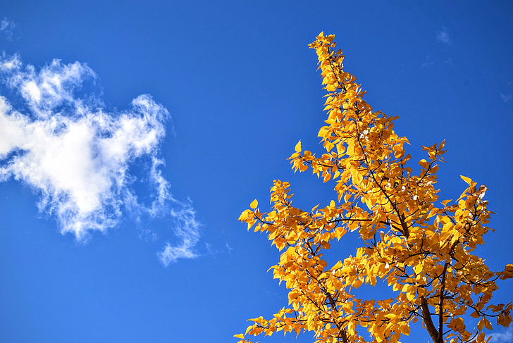 medis, lapija, geltona, rudenį, rudenį, sezono metu, mėlynas dangus