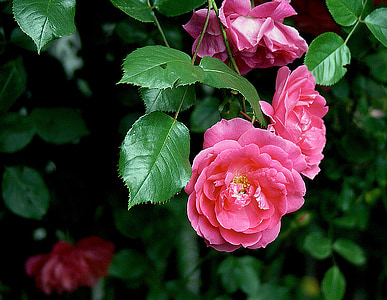 rose, flower, roses, nature, flora, rose bladoróżowa, rose list