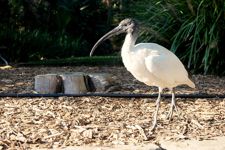 bird, animal, wildlife, zoo