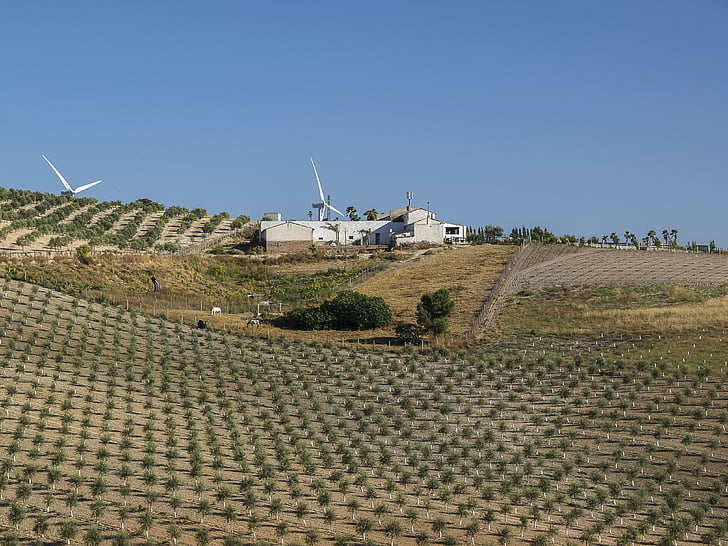 landskap, naturen, bondgårdar, olivträd, fältet, vindkraftpark, Sevilla