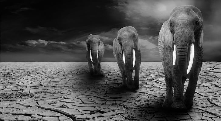 escala de grises, Fotografía, tres, elefantes, animales, nubes, elefante