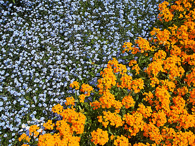 lilled, Aed, oranž, sinine, Botaanikaaed, Flora, loodus