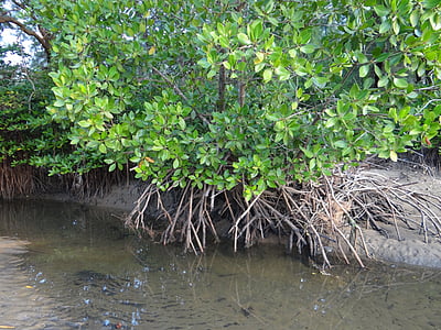 mangrove, erdő, mocsár, légi gyökerek, karwar, India, természet