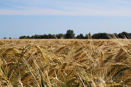 campo, espiga, cereales, agricultura, campo de maíz, amarillo dorado, campo de trigo