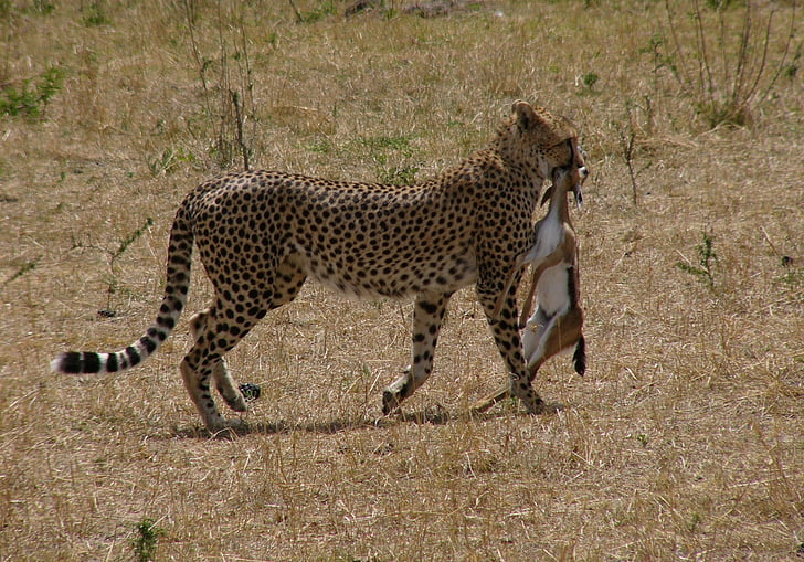 Cheetah, Kenya, Masai mara nationalpark, Safari, kyliga, byten, Impala