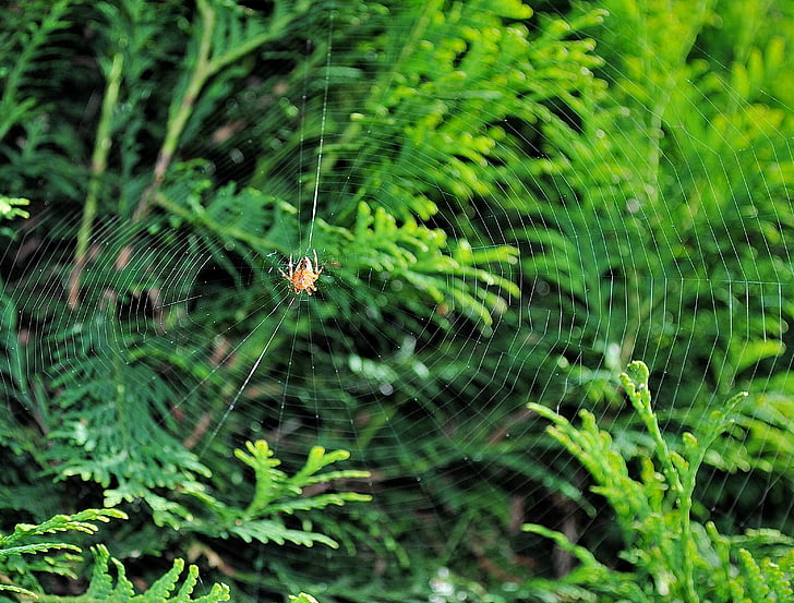 zirneklis, zirnekļa tīkls, daba