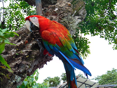 Macaw, djungel, Amazon, papegoja, Ave