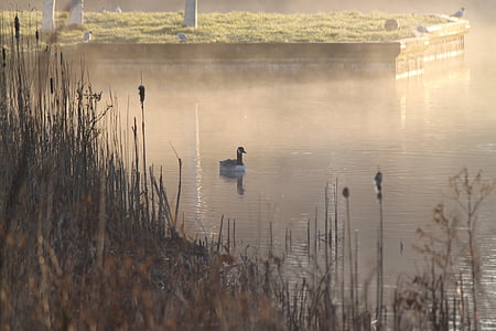 мъгла, птица, вода, езерото, патица, сутрин, природата