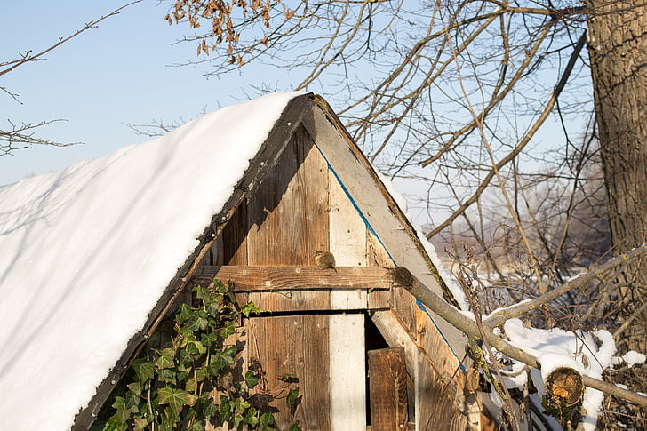 capanna, uccello, log cabin, animale, inverno, dolce, neve