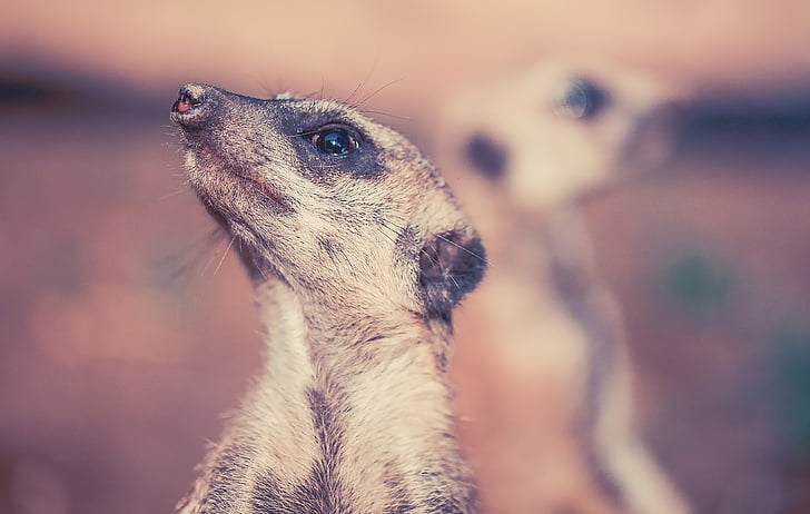 Meerkat, nature, animal, garde, l’Afrique, désert, vigilant