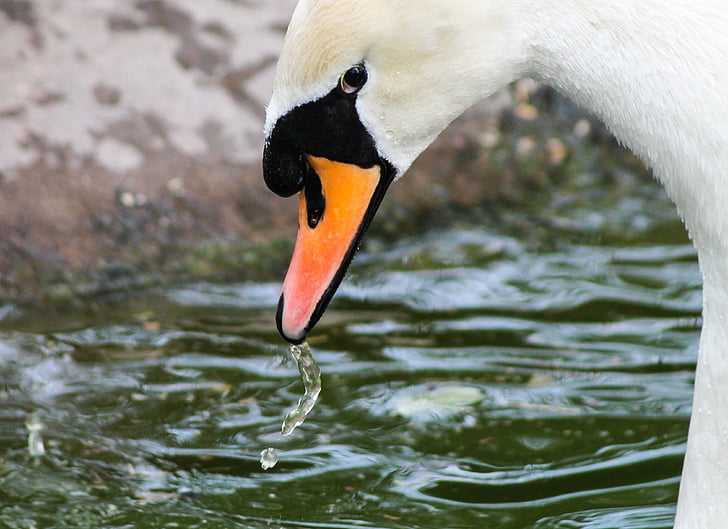 Swan, swan, hvite svane, stående, Waterfront, akvatiske dyr, bare legge vann