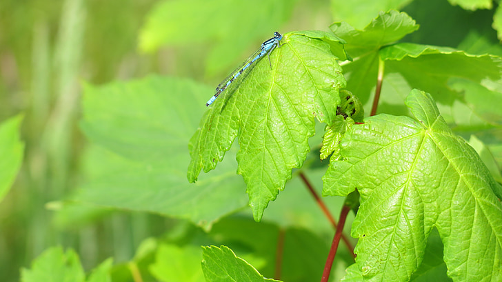 listy, zelená, modrá, Dragonfly
