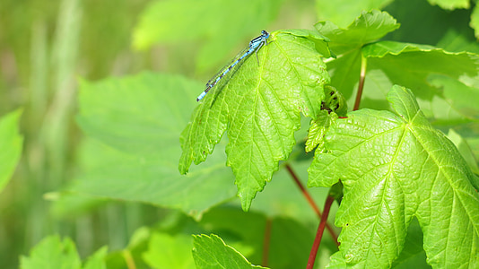 hojas, verde, azul, libélula