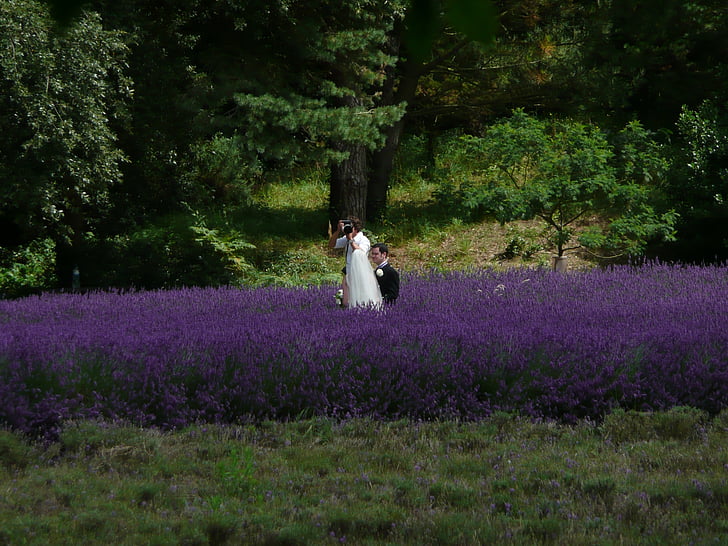 wedding, photographer, lavender, bed, flowers, violet, flower