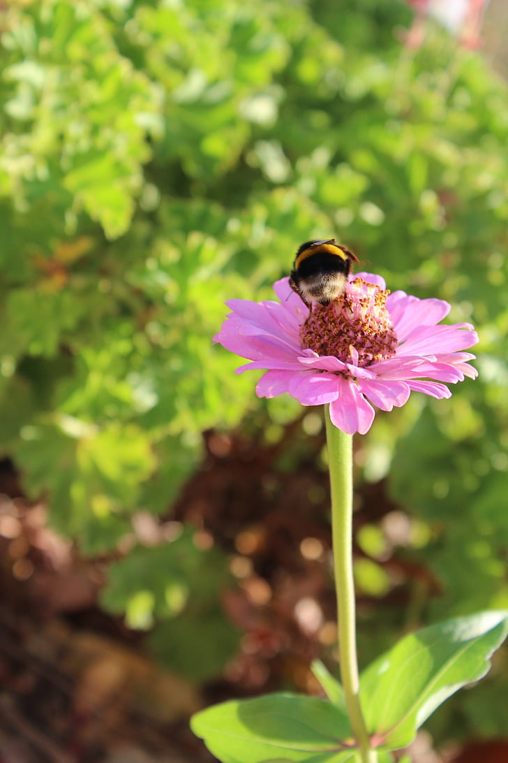 insecte, Mangangá, fleur, vert, Bumble bee, Bombus terrestris, chien-abeille
