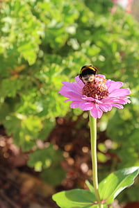 insect, mangangá, bloem, groen, Bumble bee, Bombus terrestris, hond-bee
