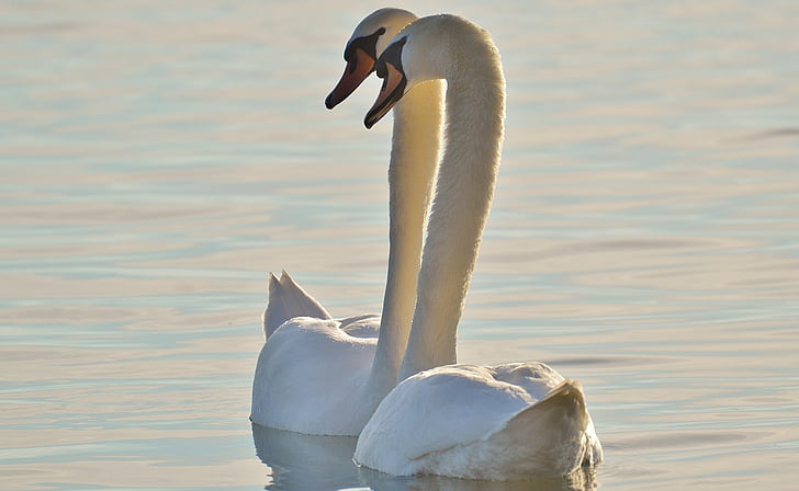 swans, pair, water, lake constance, animal world, lake, bird