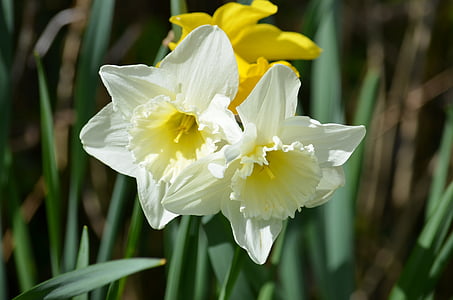 Narcis, Narcis, kvet, kvitnúce, kvety, rastlín, jar