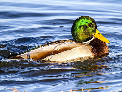 зеленоглава патица, патица, птица, природата, животните, зеленоглави патици, вода