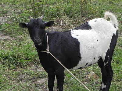 Koza, Uganda, Farma Zwierzęca