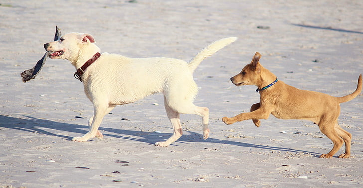 σκυλιά, παραλία, διασκέδαση, Παίξτε, σκραπ, κίνηση, το κουτάβι