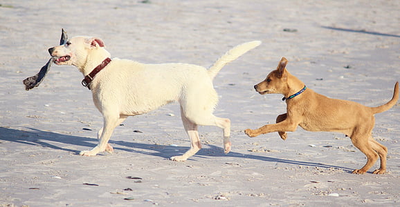 perros, Playa, diversión, juego, chatarra de, movimiento, cachorro