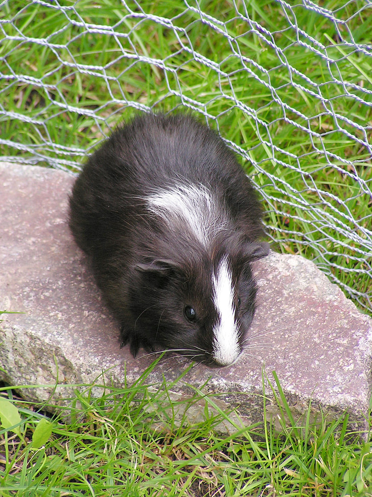guinea-pig, black, female, cub, baldness, black and white