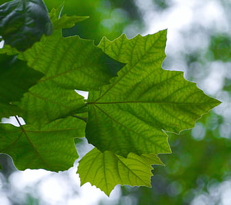 mono di Acer, Itaya-kaede, acero, Kaede, Aceraceae, Acer spp, albero a foglie decidue
