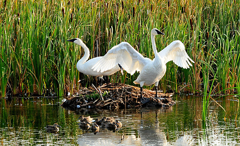 Trumpeter swans, vogels, dieren in het wild, natuur, water, nest, vleugels