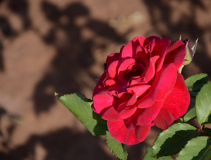 květ, Rosa, květiny, závod, červené růže, červená, růže bush