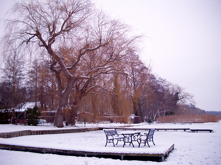 pozimi, idilično, sneg, drevo, hladno, zasneženih, bela