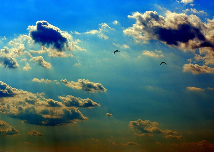 небо, Облако, Сумерки, птицы, Голубой
