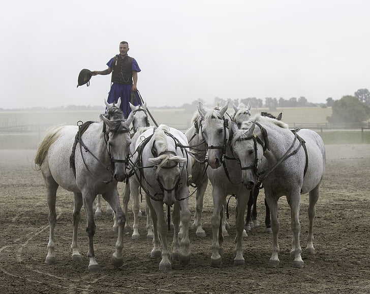 Puszta hästgård, Ungern, Equestrian demonstration, 10 hästar i hand, kollektivt utnyttjas, stående rider, Equestrian skicklighet