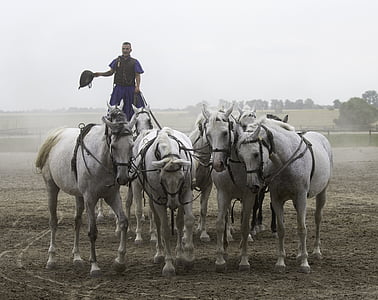 puszta horse farm, hungary, equestrian demonstration, 10 horses in hand, collectively harnessed, standing rider, equestrian skill