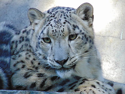 леопард, тварин, Фауна, дикі тварини, котячих, одна тварина, тварин в дикій природі