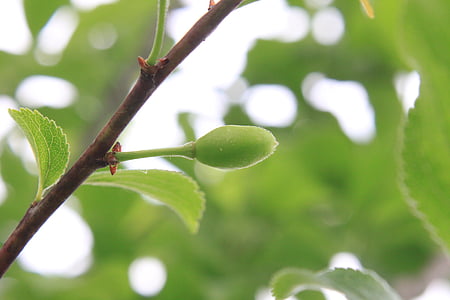 verde, crecimiento, ciruelas, Prunus, crudo, de maduración, fruta