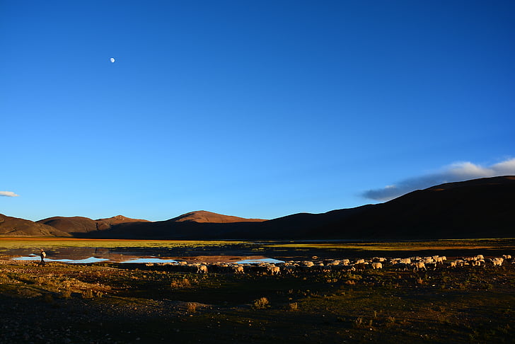 Tibet, kawanan kembali, saat senja