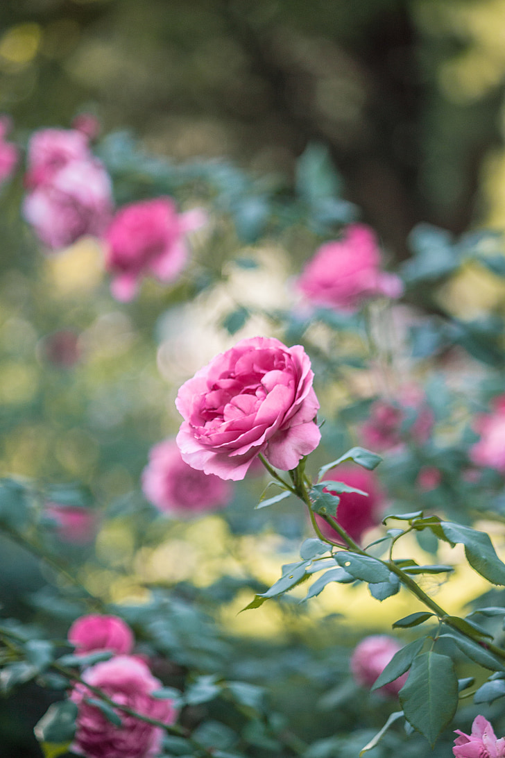 dārza, rozā, rozes, puķe