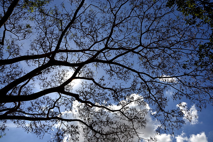 strom, listy, větvičky, obloha, mraky