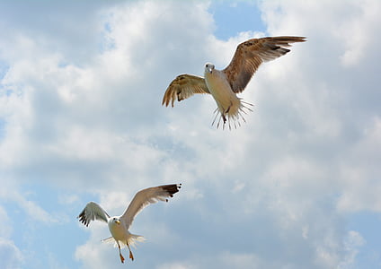seagull, stol, birds, flight, sky, wings