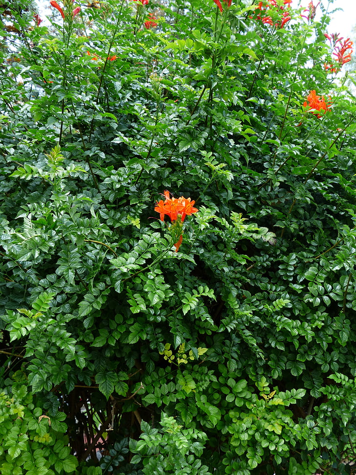 cape honeysuckle, bush, blossom, bloom, red, evergreen bush, plant