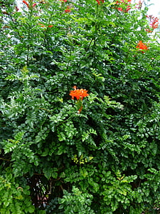 Madreselva del cabo, Bush, flor, floración, rojo, arbusto de hoja perenne, planta
