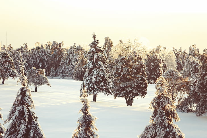 Québec, Kış, Orman, soğuk, kar, doğa, Grunge