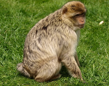 Barbary ape, con khỉ, động vật, động vật có vú, động vật chân dung, chân dung con khỉ, tóc