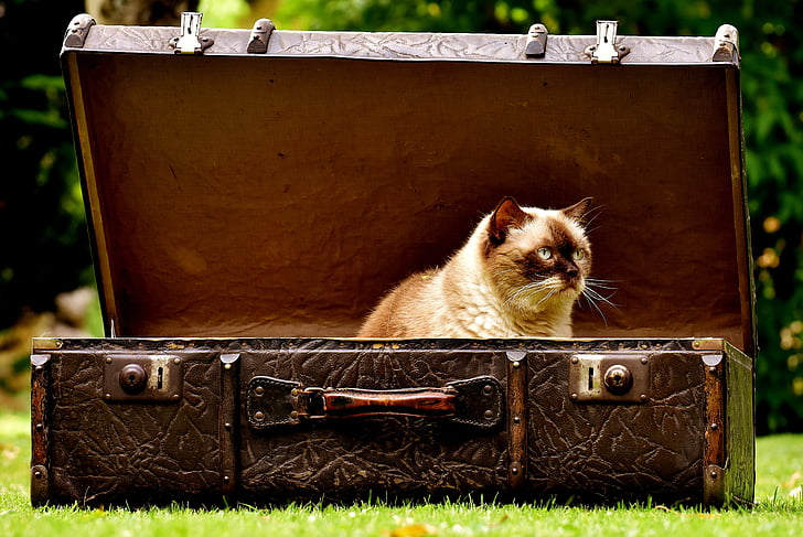 Gepäck, Antik, Katze, Britisch Kurzhaar, lustig, neugierig, Leder