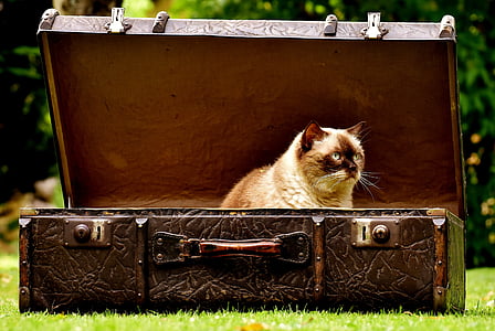 bagage, antik, kat, British shorthair, Sjov, nysgerrig, læder