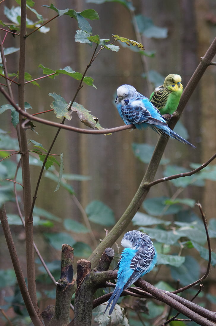 budgerigars, canaries, birds, animal world, parakeets, pets, blue