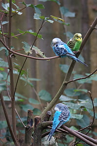 budgerigars, Kanárske ostrovy, vtáky, svet zvierat, papagáje, Domáce zvieratá, modrá